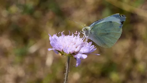This still life photograph features a close-up view of a Cabbage white butterfly perched on a purple flower, with its wings partially outstretched as it feeds. The image captures the details of the butterfly’s textured wings and the delicate petals of the flowering plant, set against a softly blurred background of green and brown tones. Taken in the morning during the summer season, the photograph highlights the interaction between insects and plants, drawing attention to butterfly behavior in its natural habitat.